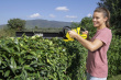 Cordless shears  KARCHER HGE 18-50 Battery Set