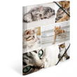 HERMA Sammelmappe A4 Katzen Pappe