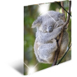 HERMA Sammelmappe A4 Glossy Koala Polypropylen