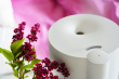 Blaupunkt Air humidifier with aroma diffuser AHA501