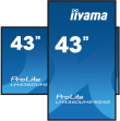 iiyama 43